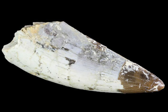 Large, Serrated, Fossil Phytosaur Tooth - Arizona #88601
